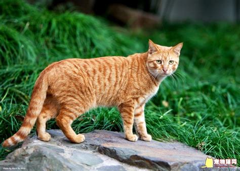 狸花猫图片