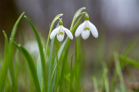 Premium Photo | Snowdrop spring flowers. fresh green well complementing ...