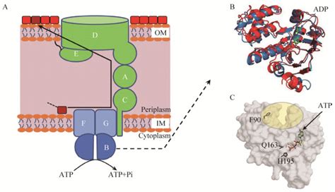 G 蛋白偶联受体与小分子化合物的相互作用 | MedChemExpress - 技术前沿 - 生物在线 Lab-on-Web