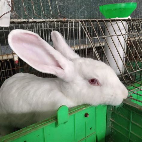 淮南市哪里有大型种兔养殖场_种兔养殖_亿源种兔养殖场
