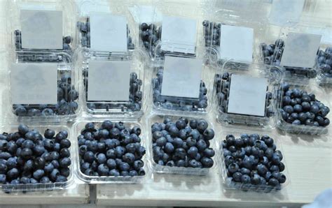 长沙城北800亩蓝莓熟了等你来采摘-民生-长沙晚报网