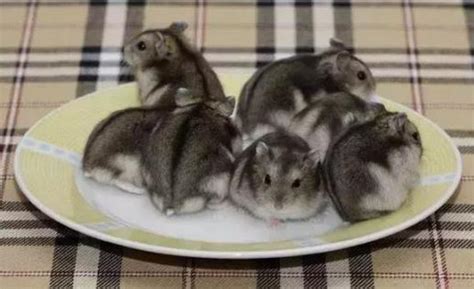 7种常见的宠物仓鼠，中国地鼠几乎没人养，“通心粉”|地鼠|仓鼠|沙鼠_新浪新闻