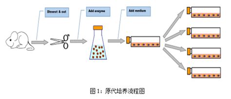 一种高表达SOD3的CHO细胞株构建方法及SOD3蛋白纯化方法与流程