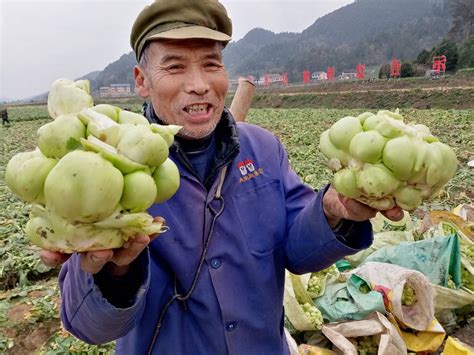 四川广安12万吨青菜头运往重庆腌制榨菜 产值近1亿元|全力以赴拼经济搞建设
