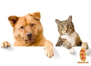 猫和狗图片_猫和狗图片下载_正版高清图片库-Veer图库