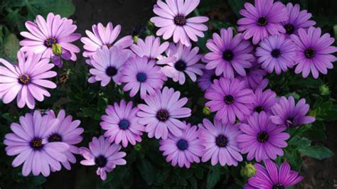 紫色的花有什么寓意 - 花百科