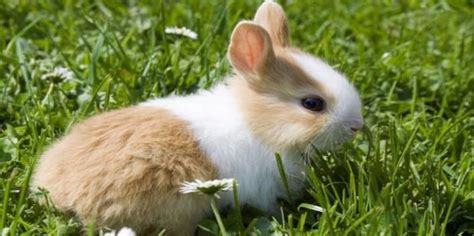 兔子尾巴有多长？真实的兔子尾巴比你想象中的长多了~ - 胖萌舍宠物网
