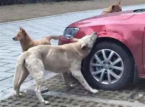 男子发现狗在自家车位上拉屎狠踢一脚，再看见自己爱车时悲剧了