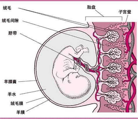 连接母婴生命线的胎盘异常，对母体和胎儿有什么影响？ - 知乎
