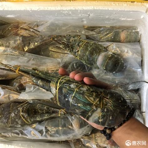「图」小青龙 鲜活龙虾 冷冻龙虾 进口青壳龙虾 大量供应图片-马可波罗网