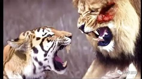 老虎、狮子、鳄鱼和豹打架，谁更厉害？鳄鱼最菜，老虎第一？