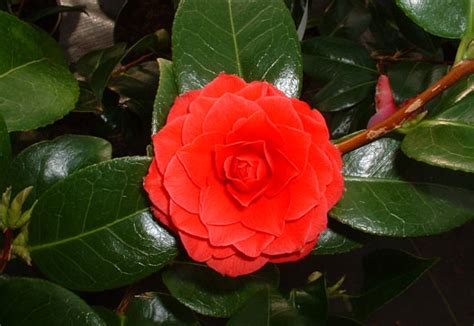 植物介绍：山茶 Camellia japonica(3)_那花园花卉网(nahuayuan.com):花卉第一网站!爱花人的花园!