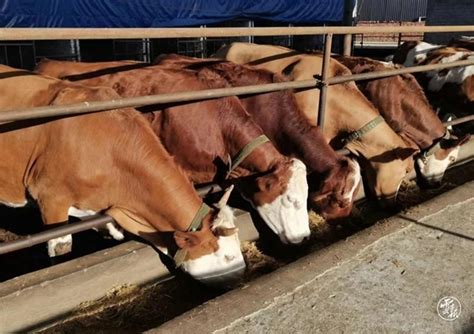 鲁西黄牛-鲁西黄牛养殖场-鲁西黄牛一年能长多少斤-阿里巴巴