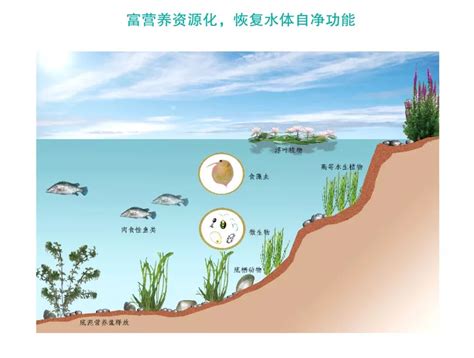 【国内案例】台湾大汉溪河岸人工湿地净化系统|河道治理500例|上海欧保环境:021-58129802