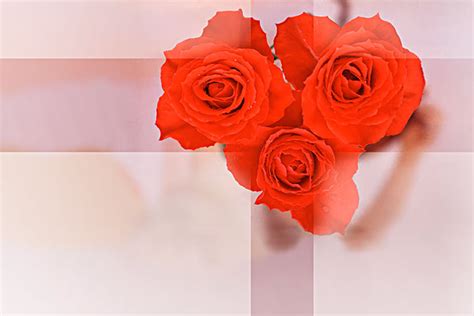 情人节婚礼粉色浪漫玫瑰花花束PNG图片素材下载_玫瑰花PNG_熊猫办公