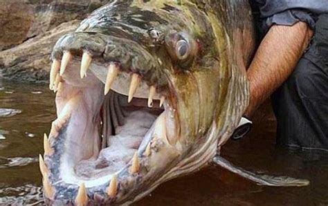 盘点世界上最大的鱼：一条够吃好几顿了_知秀网