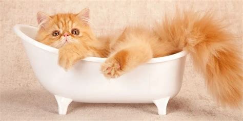 给猫咪洗澡，猫咪把卫生间门给拆了，力气太大了！#夏天的正确打开方式#