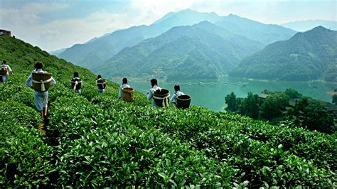 2020-2026年中国茶叶行业竞争战略分析及市场需求预测报告_智研咨询_产业信息网