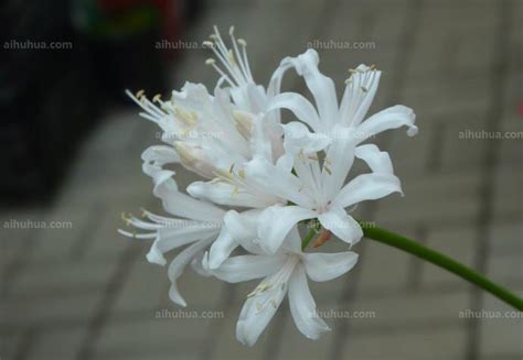娜丽花(Nerinesarniensis)~图片