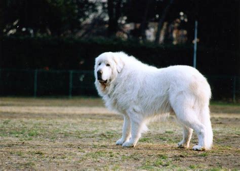 大白熊犬为什么禁养（大白熊犬的性格特征） - 胖萌舍宠物网