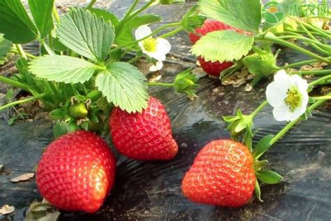 盆栽草莓怎么养才长得好？秋季草莓种植新指南 - 胖萌舍宠物网
