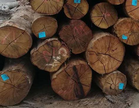 木材市场上常见的十大非洲硬木品种_行业新闻_张家港万蓬木业有限公司