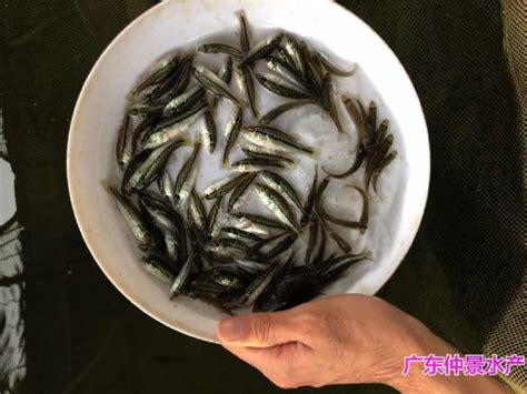 江苏淮安淡水鲈鱼苗批发江苏泰州驯化鲈鱼苗出售
