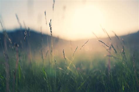 Premium Photo | Wild grass in the mountains at sunset. macro image ...