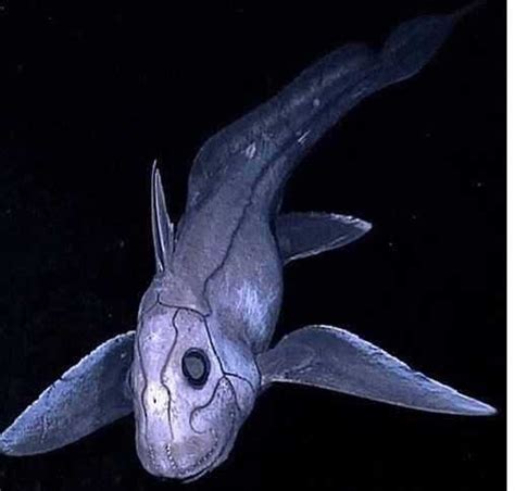 深海巨兽发出神秘声音，科学家探索无果，海底或隐藏另一个世界|声音|海底|人类_新浪新闻