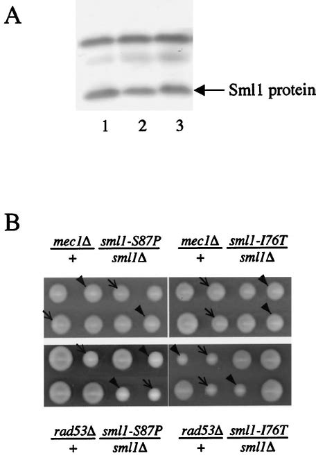 sml1 mutations rescue mec1 and rad53 lethality. (A) The Sml1 pro- tein ...