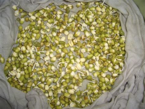 7天，纪录绿豆发芽的过程，太不可思议了_腾讯视频
