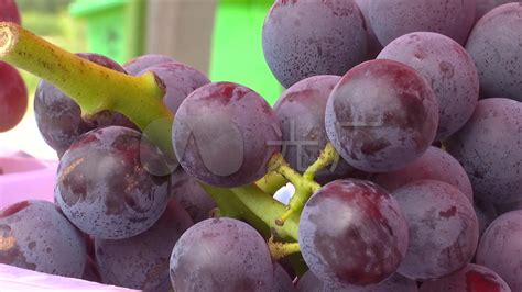 阳光下的葡萄园里成熟的黄色葡萄—高清视频下载、购买_视觉中国视频素材中心