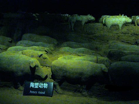 陪伴了中国人上千年的猪，是一部“活历史”_澎湃新闻-The Paper