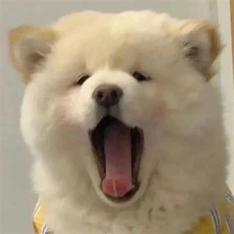温柔狗头像女生用