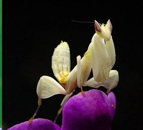 科学网—兰花螳螂欣赏（二） - 黄安年的博文