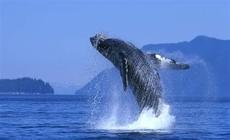 自然动物海上鲸鱼叫声音效声音音效素材-千库网