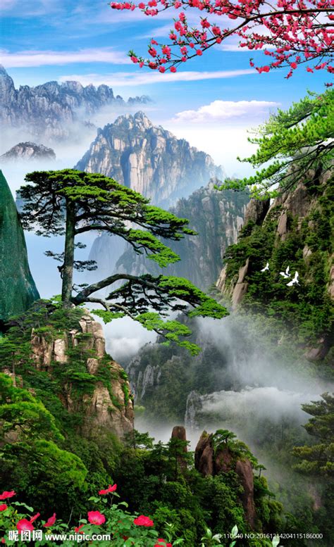 迎客松图片
