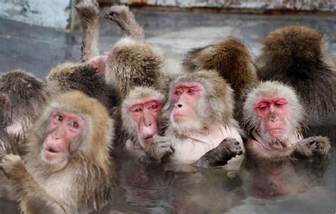 猴子有多可怕？印度猴子为报仇虐杀250只狗_宠界新闻