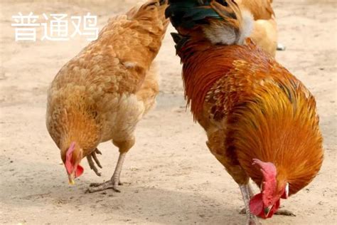 中国最好的土鸡品种有哪些 - 运富春