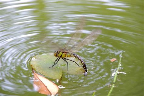 蜻蜓为什么要点水?受精卵在水中才能孵化(繁衍动作)_探秘志