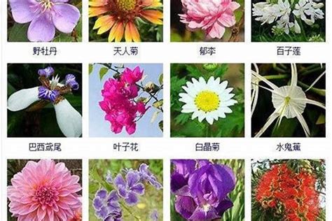 植物的名称和作用(植物的名称和特点有哪些) - 养花经验