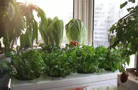 家庭阳台种菜如何自制肥料——环保酵素制作_360新知