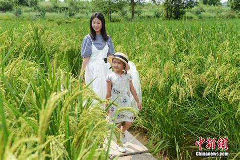 袁老的禾下乘凉梦实现了，中国成功试种巨型水稻，高度有2米__财经头条