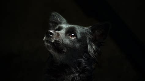 黑暗里渴望光明的黑色小狗电脑壁纸 - 25H.NET壁纸库