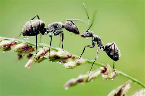 蚂蚁生活在什么环境里，生活习性是怎样的？ - 农敢网