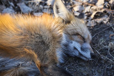 30只狐狸被弃荒山，随后发生的事令人胆寒|野生动物|放生|狐狸_新浪新闻