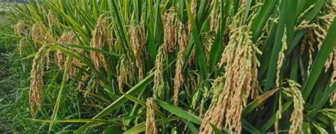 为什么杂交水稻会诞生在中国?_手机新浪网