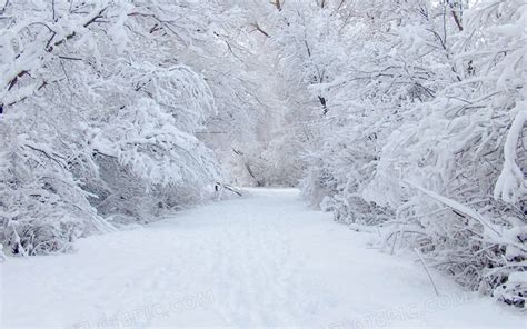 冬天雪树白茫茫的路图片免费下载_PNG素材_编号zq9ikgl6g_图精灵