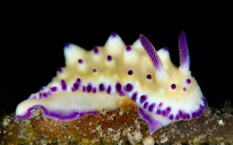 颜色绚丽的海底神奇生物:夏威夷海星虾外形惊艳_科技_环球网