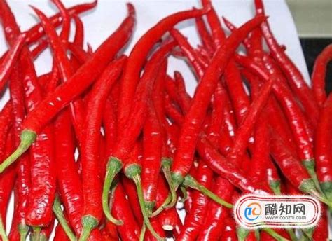 种植小米辣椒的成本和利润 - 运富春